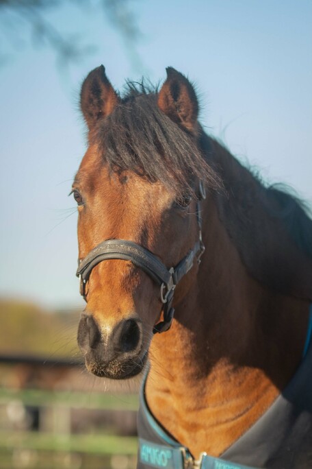 Pferd-Tiergschuetzte-Paedagogik